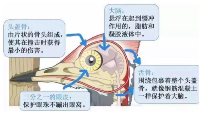 昆明安全帽，安全買冷知識(shí)你知道嗎？